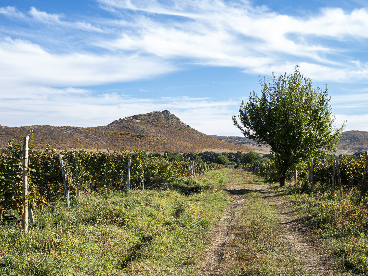 Vineyard path between vine rows, rocky Georgian hillside in the distance