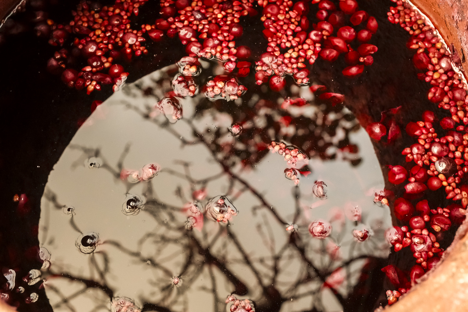 Dark fermenting must in a clay vessel, winter branches reflected in the surface